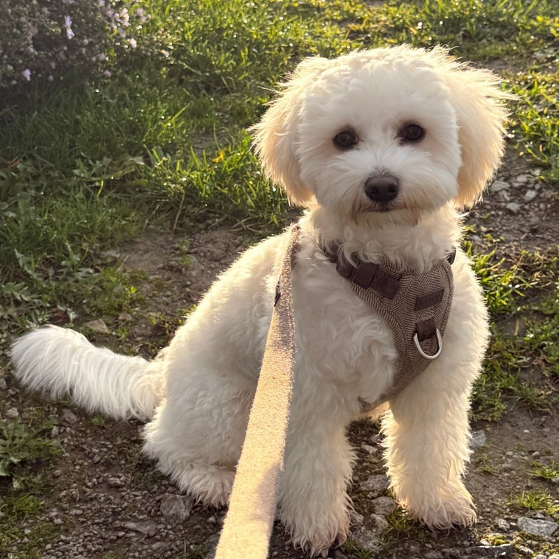 Bernhard, der Maltipoo